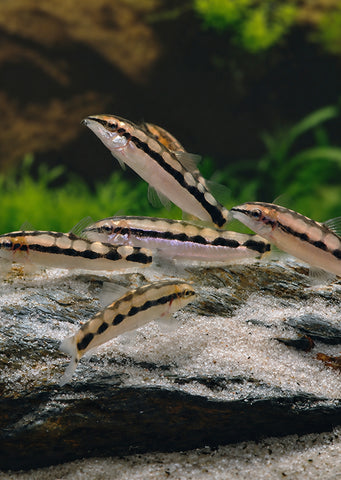 Dwarf Chain Loach