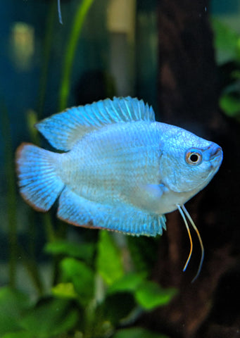 Dwarf Cobalt Blue Gourami