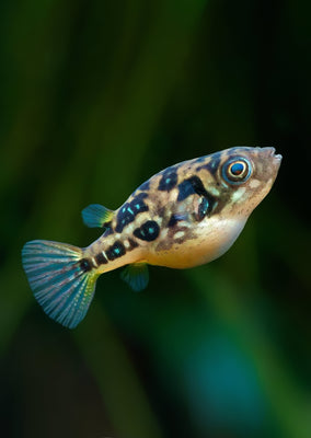 Dwarf Pufferfish (Wild XL)