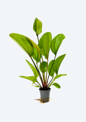 Echinodorus sp. ’Fantasy’