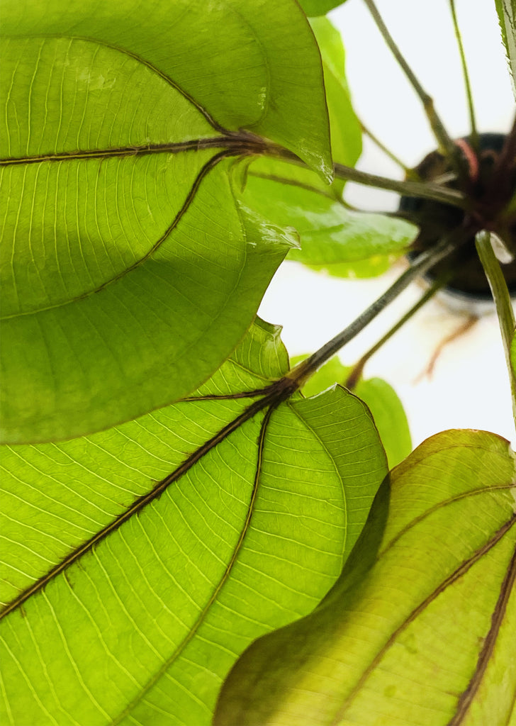 Echinodorus sp. ’Fantasy’