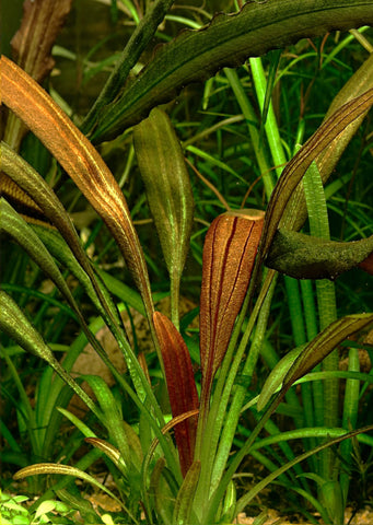 Echinodorus sp. ’Fantasy’