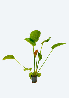 Echinodorus sp. ’Paul Kloecker’