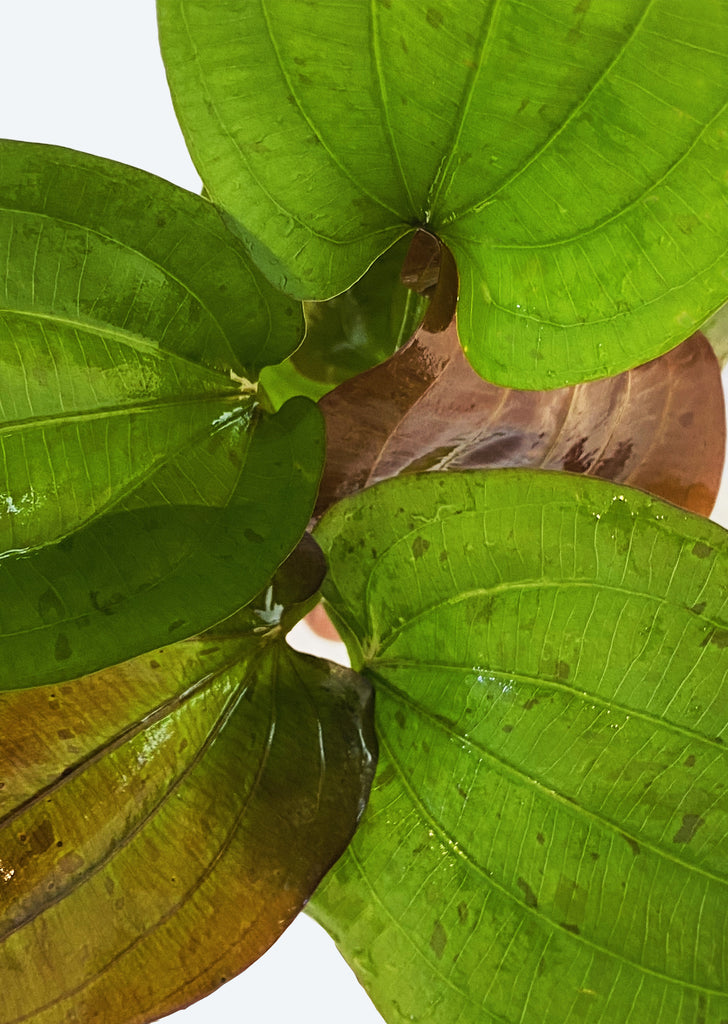 Echinodorus sp. ’Paul Kloecker’