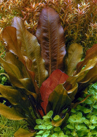 Echinodorus sp. ’Paul Kloecker’