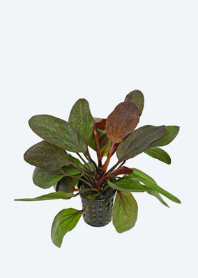 Echinodorus Red Flame