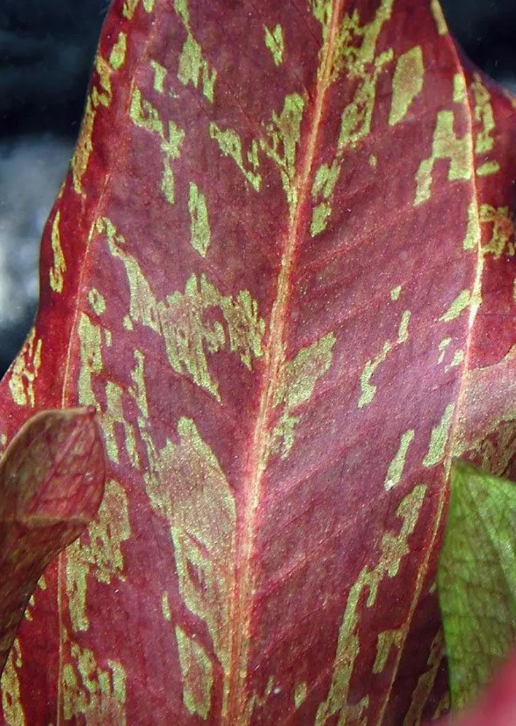 Echinodorus Red Flame
