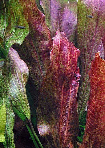 Echinodorus Red Flame