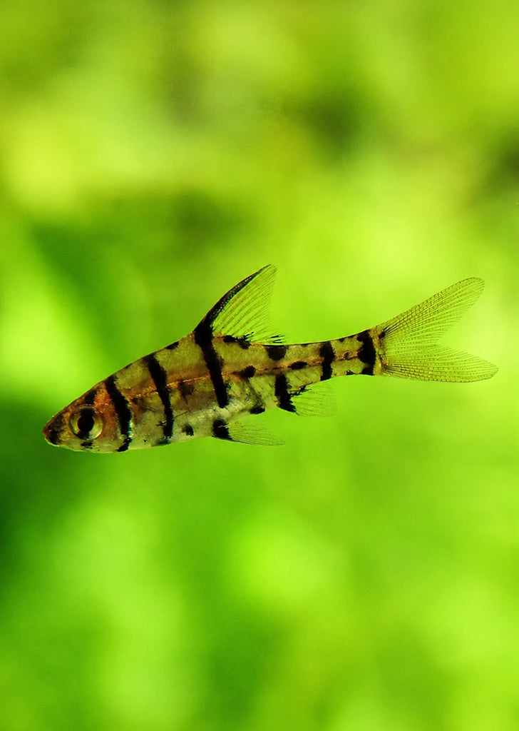 Eight Banded Barb
