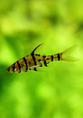 Eight Banded Barb