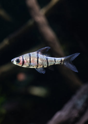 Eight Banded Barb