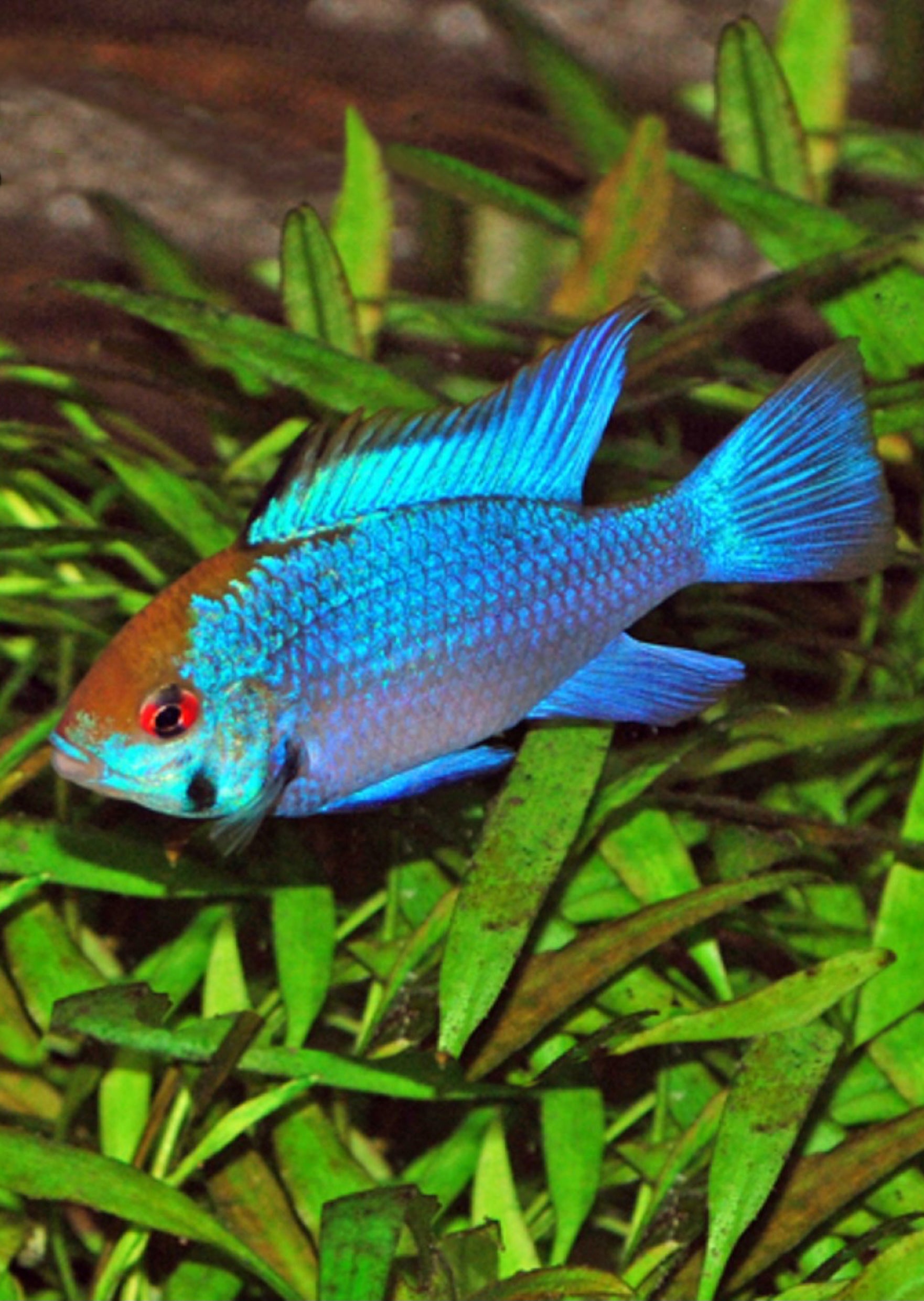 Electric Blue Ram (Special)