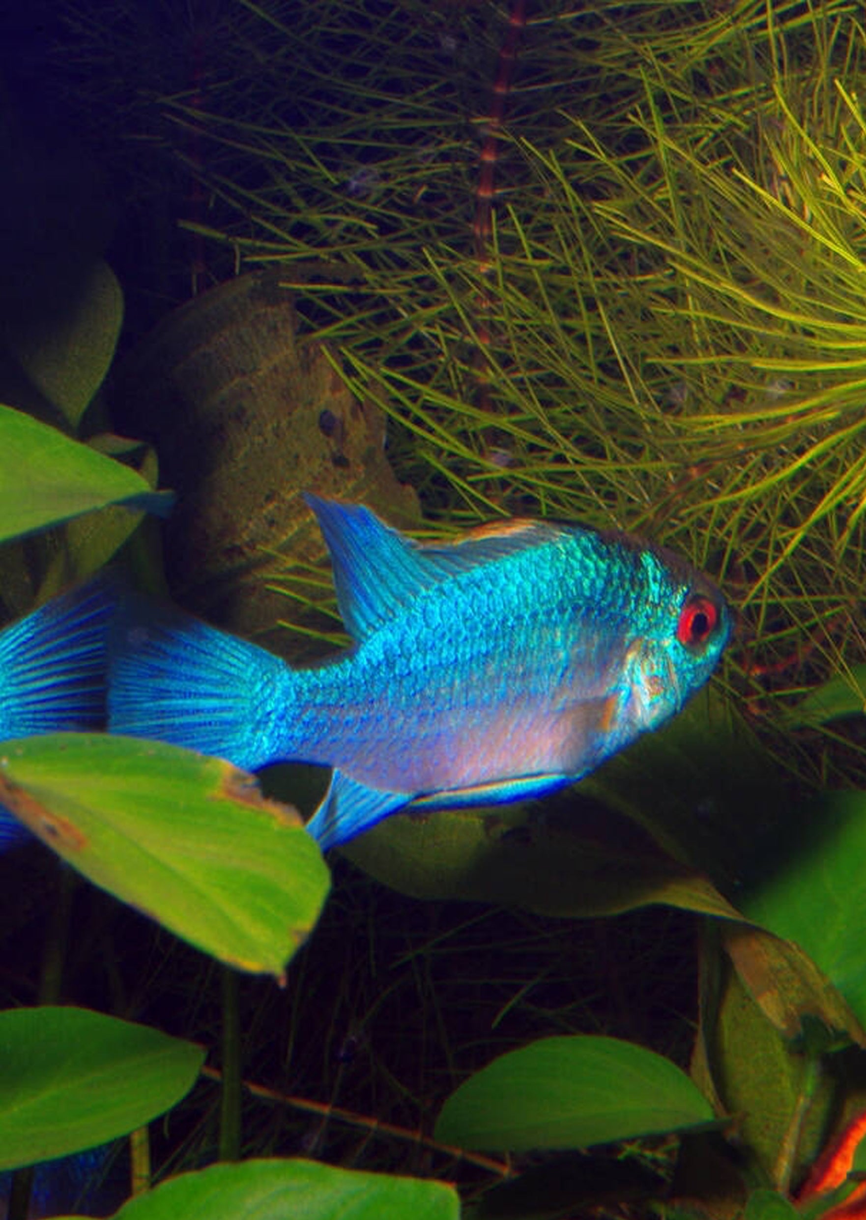 Electric Blue Rwm Electric Blue Ram (Special)