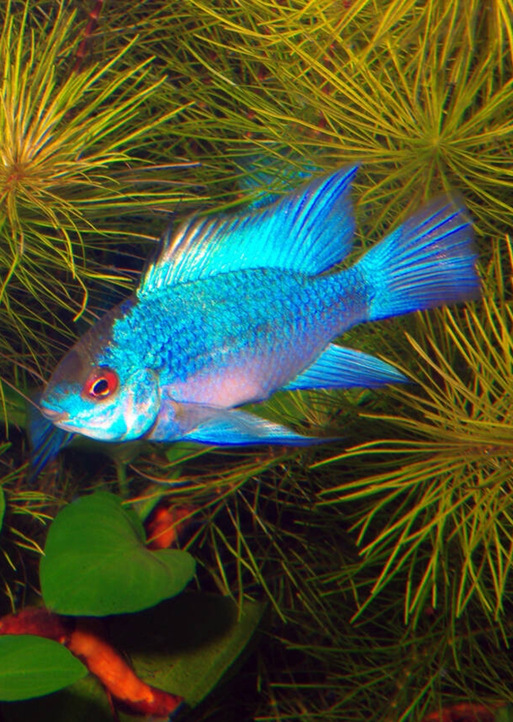 Electric Blue Rwm Electric Blue Ram (Special) | Live Tropical Fish UAE | Discus.ae