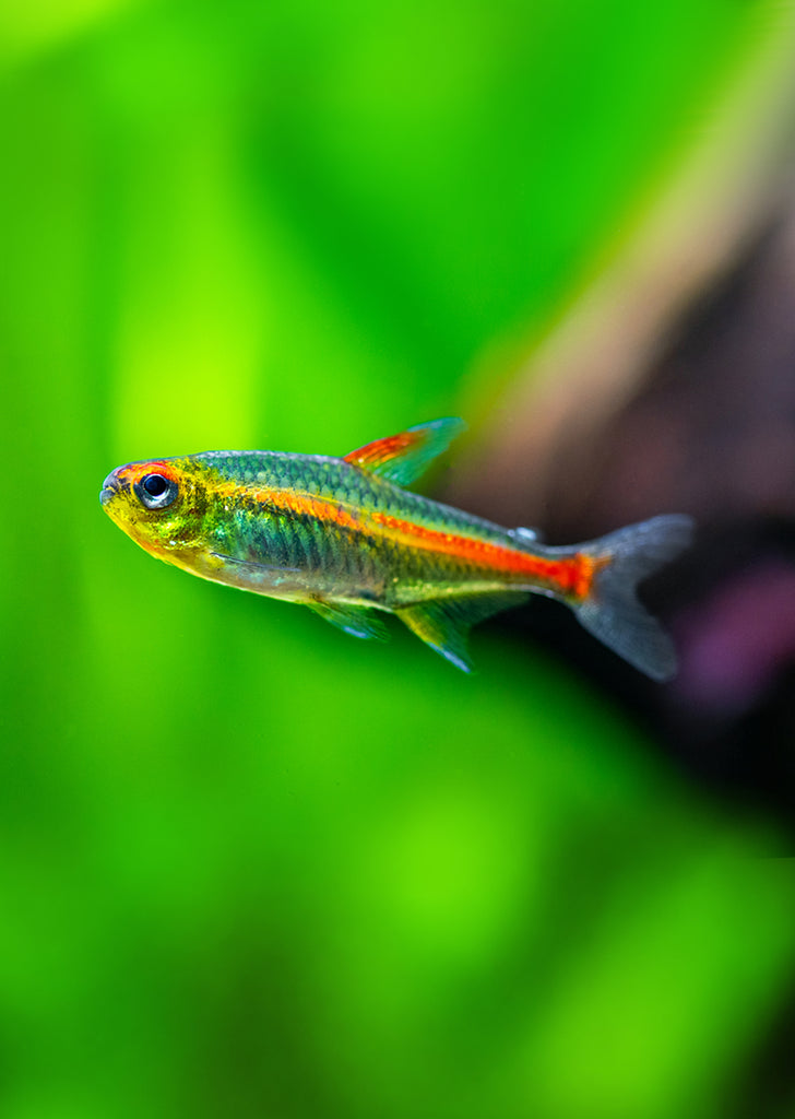 Fire Neon Tetra
