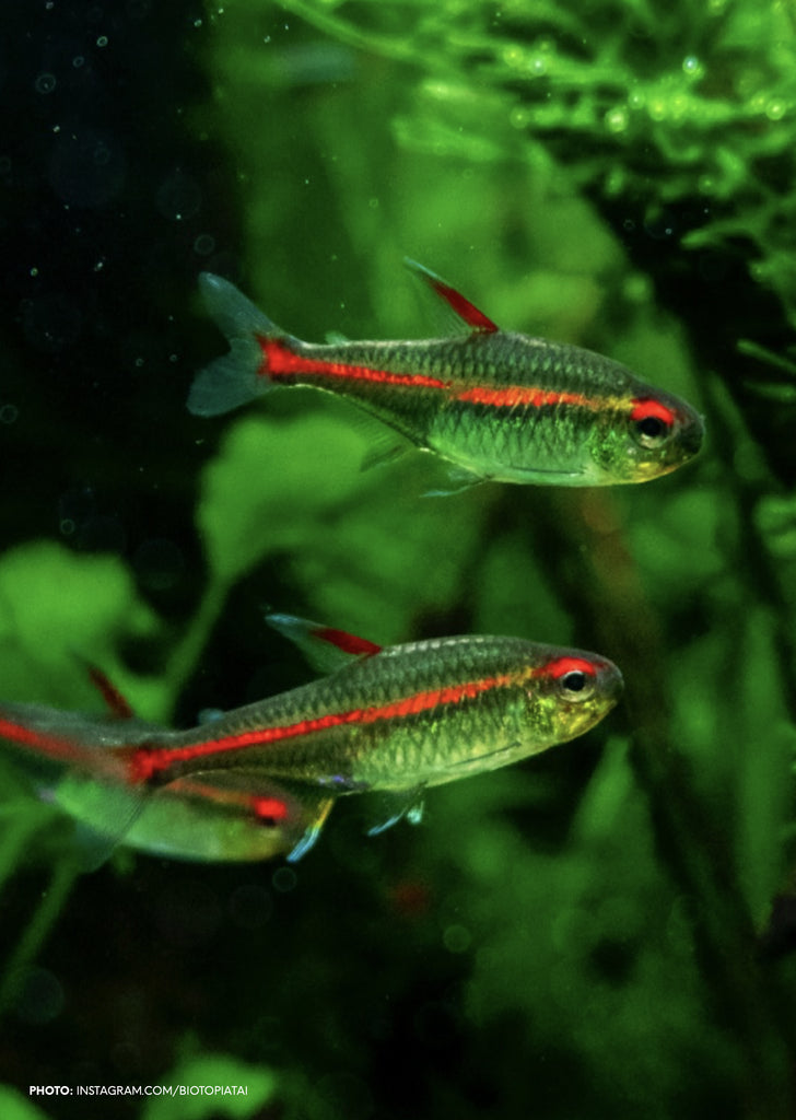Fire Neon Tetra