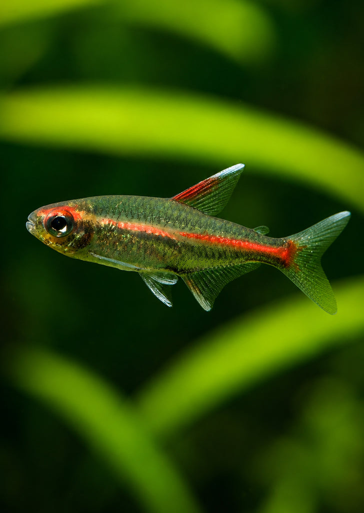 Fire Neon Tetra