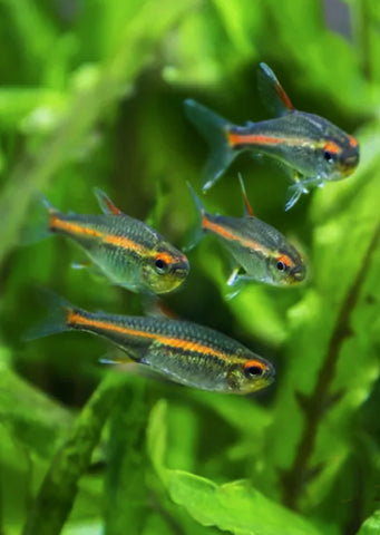 Fire Neon Tetra