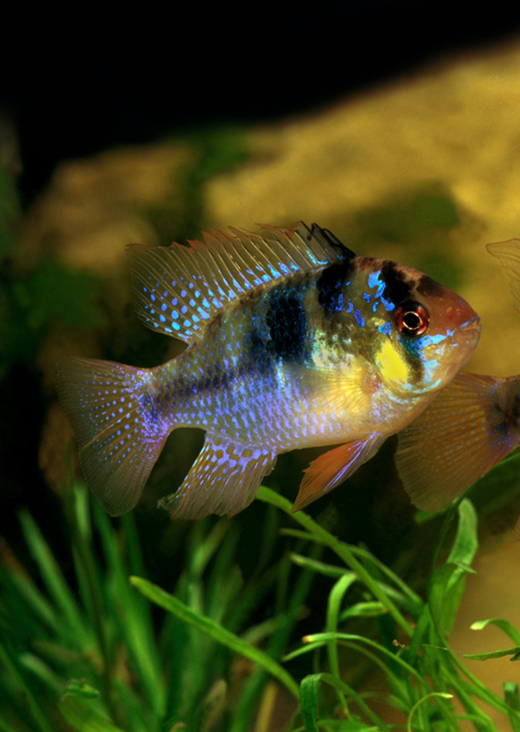Garanman Raram German Blue Ram II | Live Tropical Fish UAE | Discus.ae