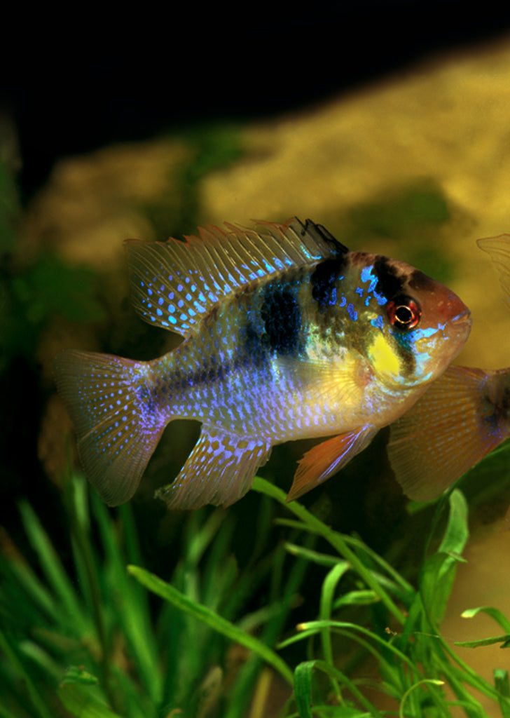 German Blue Ram II