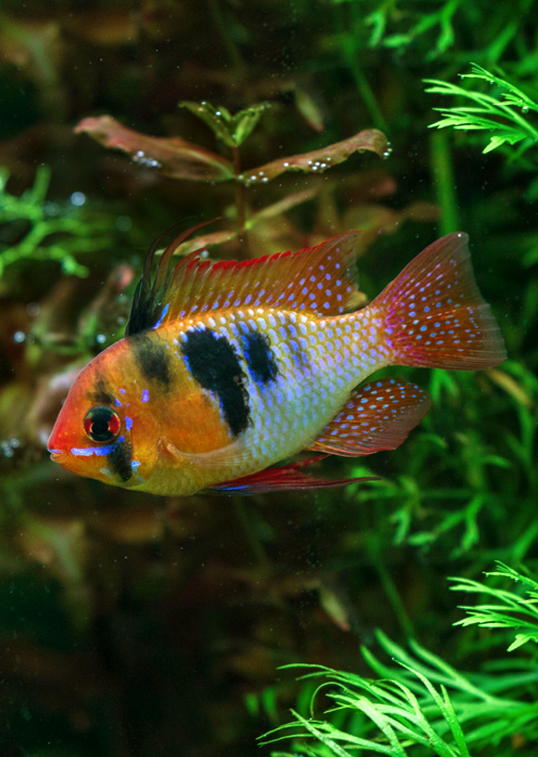 Garanman Raram German Blue Ram Fish