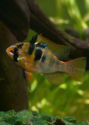 German Blue Ram Wild Type