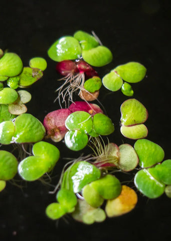 Giant Duckweed