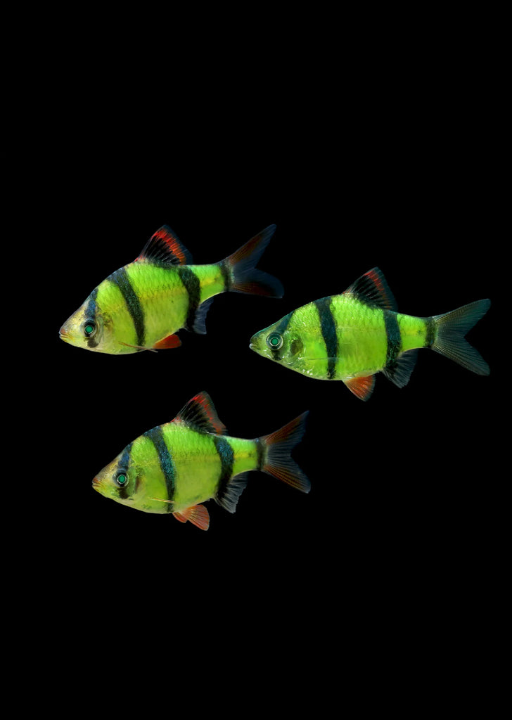 Glow Barb (Green)