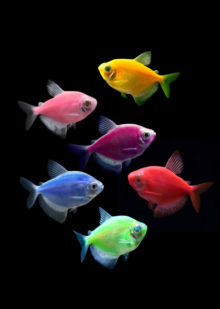 Glow Tetra (Assorted)