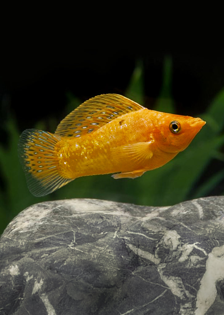 Sailfin Gold Leopard Molly