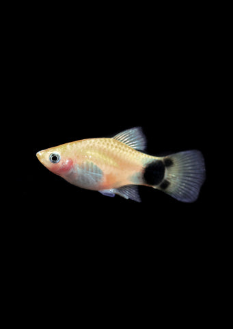 Gold Mickey Platy