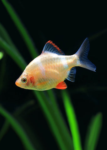 Gold Tiger Barb