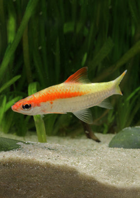 Gold Roseline Barb
