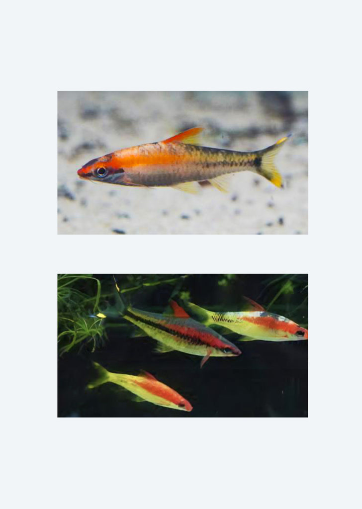 Gold Roseline Barb