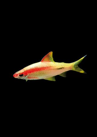 Gold Roseline Barb
