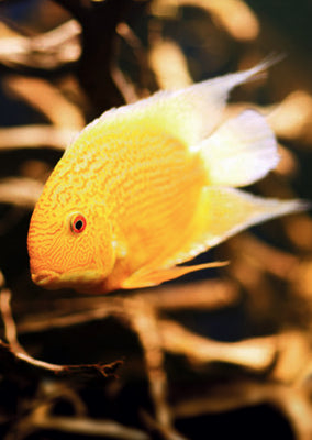 Golden Severum