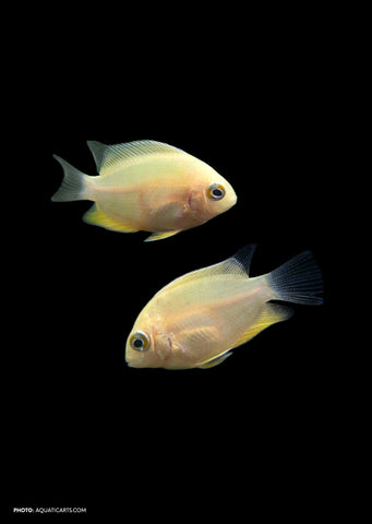 Golden Severum