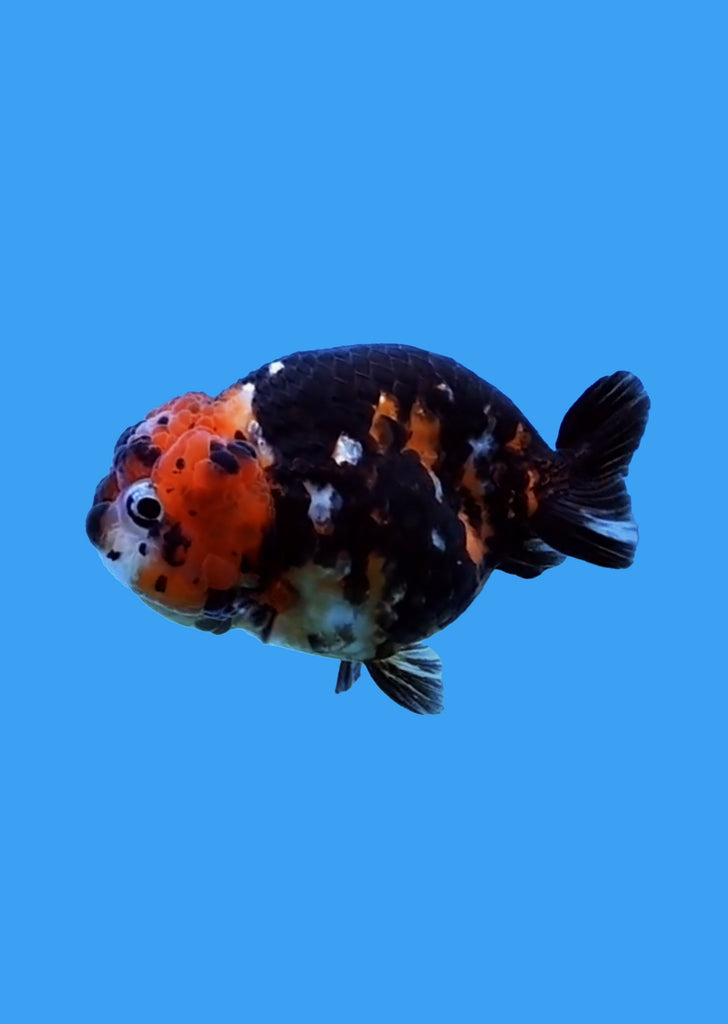 Ranchu Heavy Ink