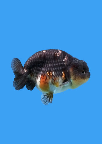 Ranchu Kirin