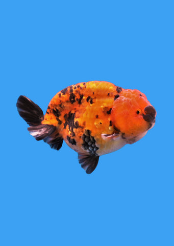 Ranchu Lion-Head