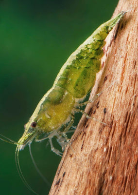 Green Shrimp