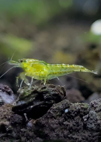 Green Shrimp
