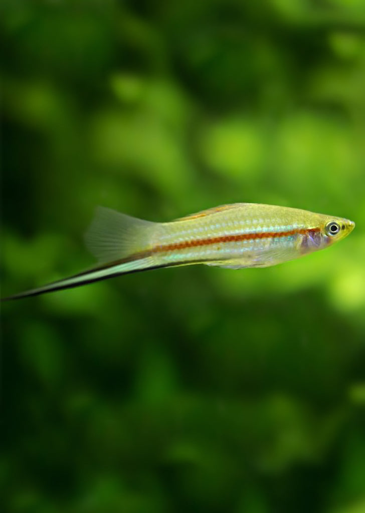 Green Swordtail