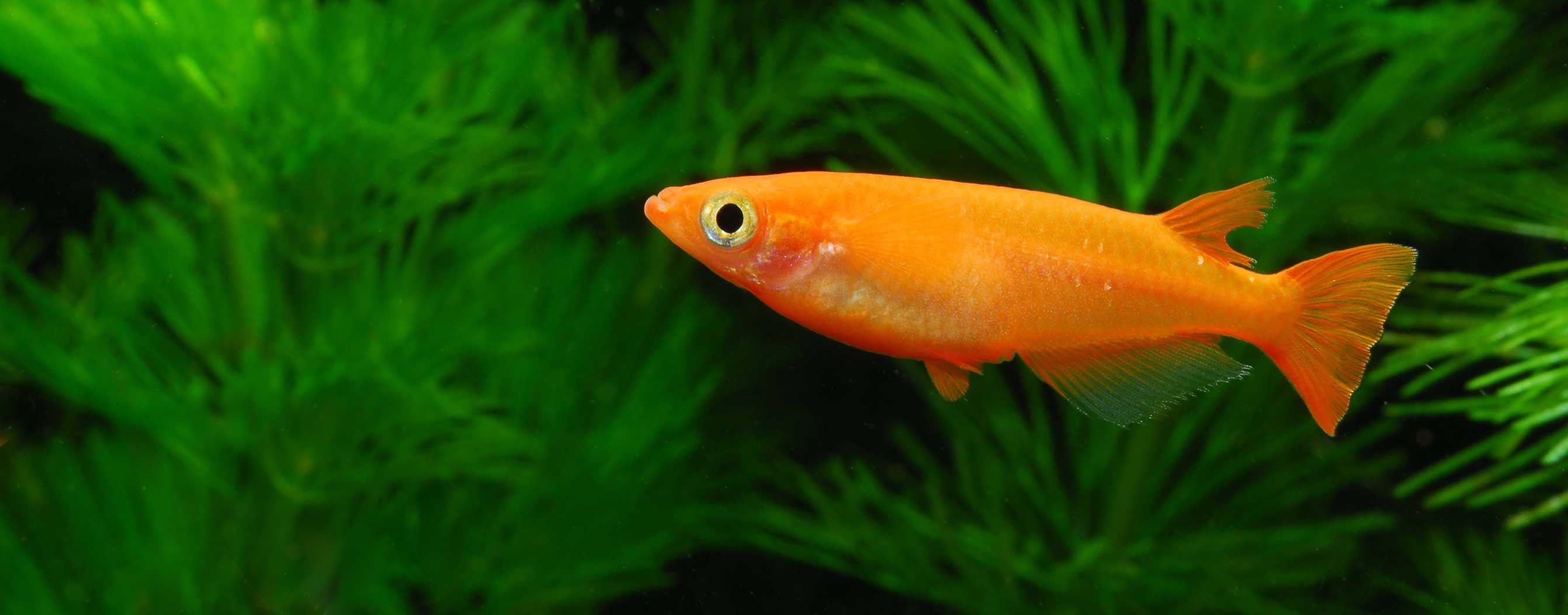 Madeca Fish Online Aquarium Store | Buy 100% now in Dubai, Abu Dhabi, all UAE ...