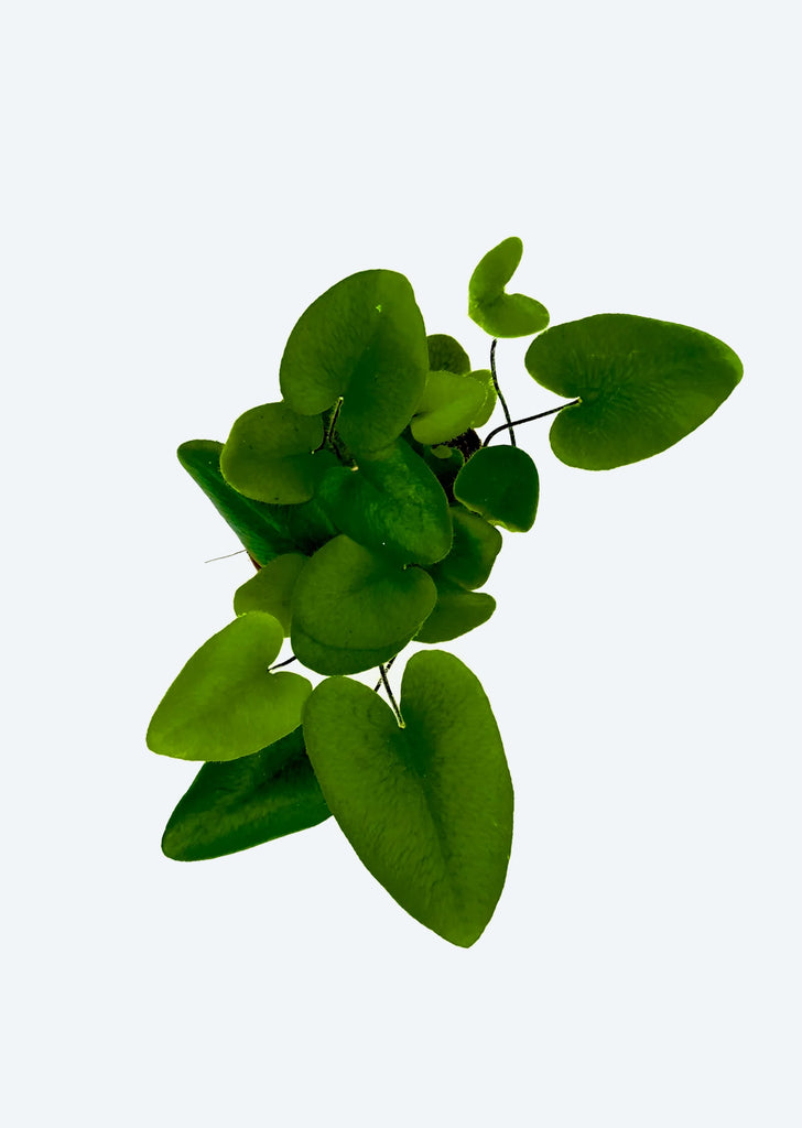 Heart Fern