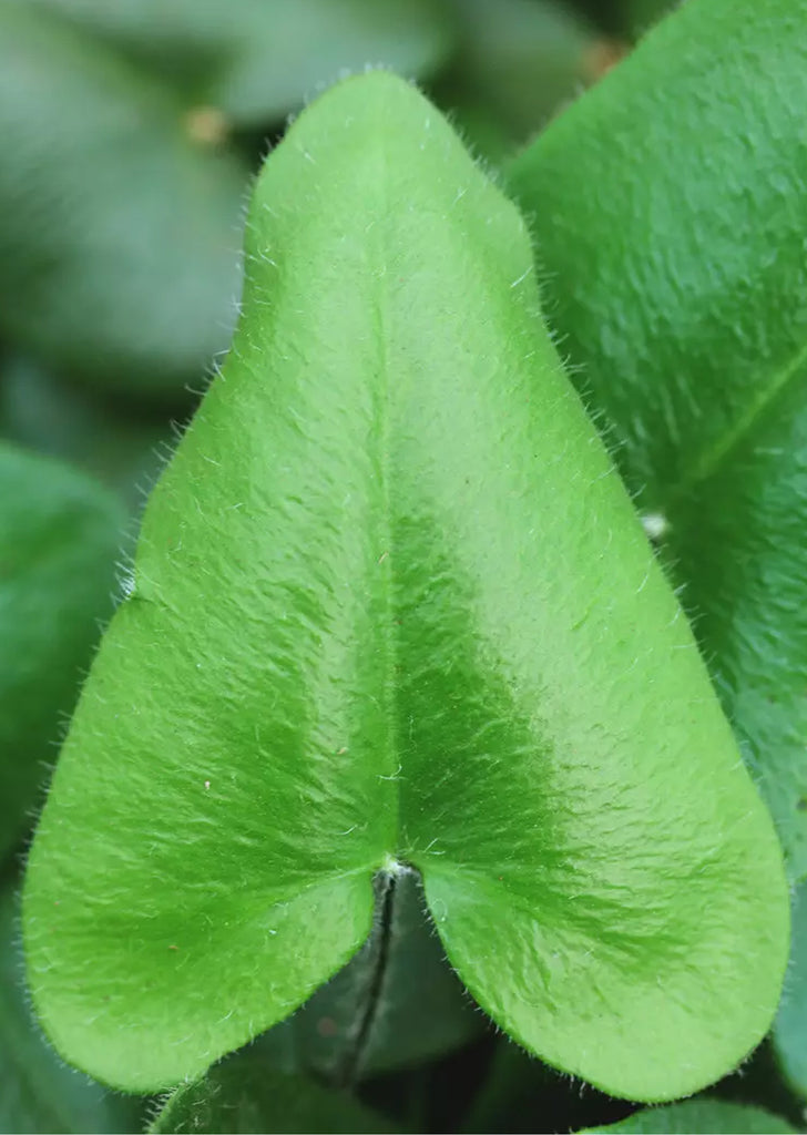 Heart Fern