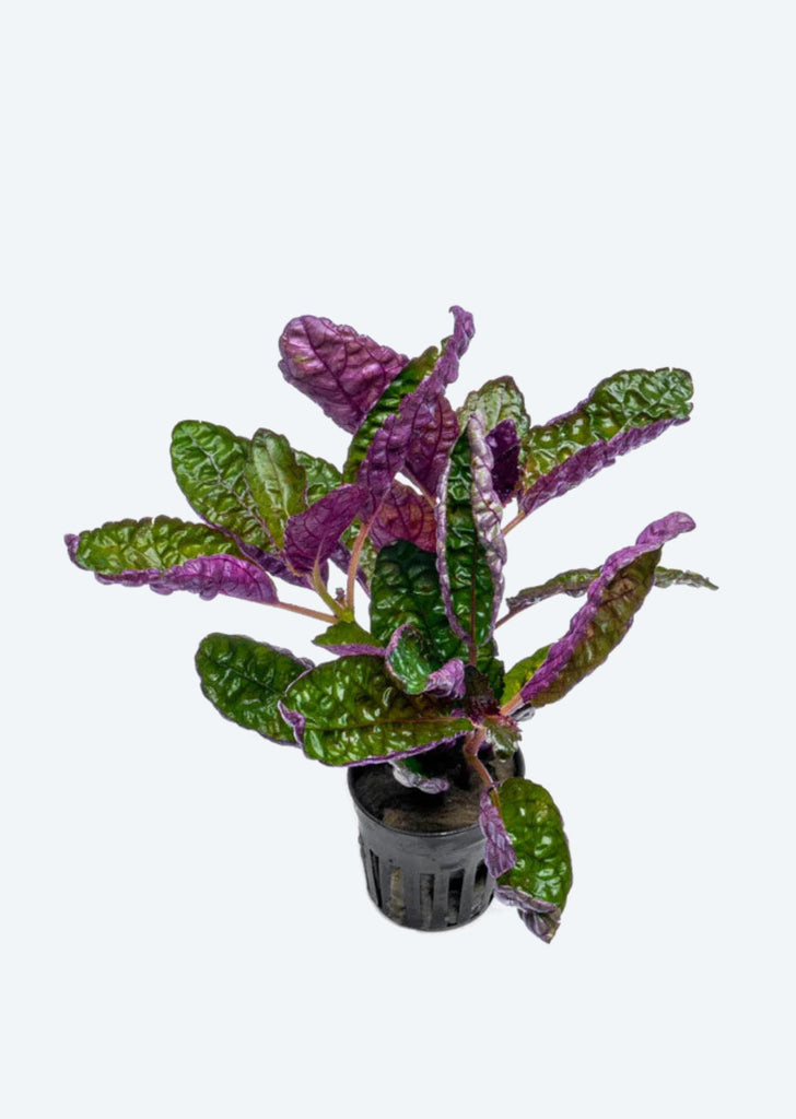 Hemigraphis exotica