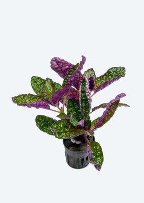 Hemigraphis exotica