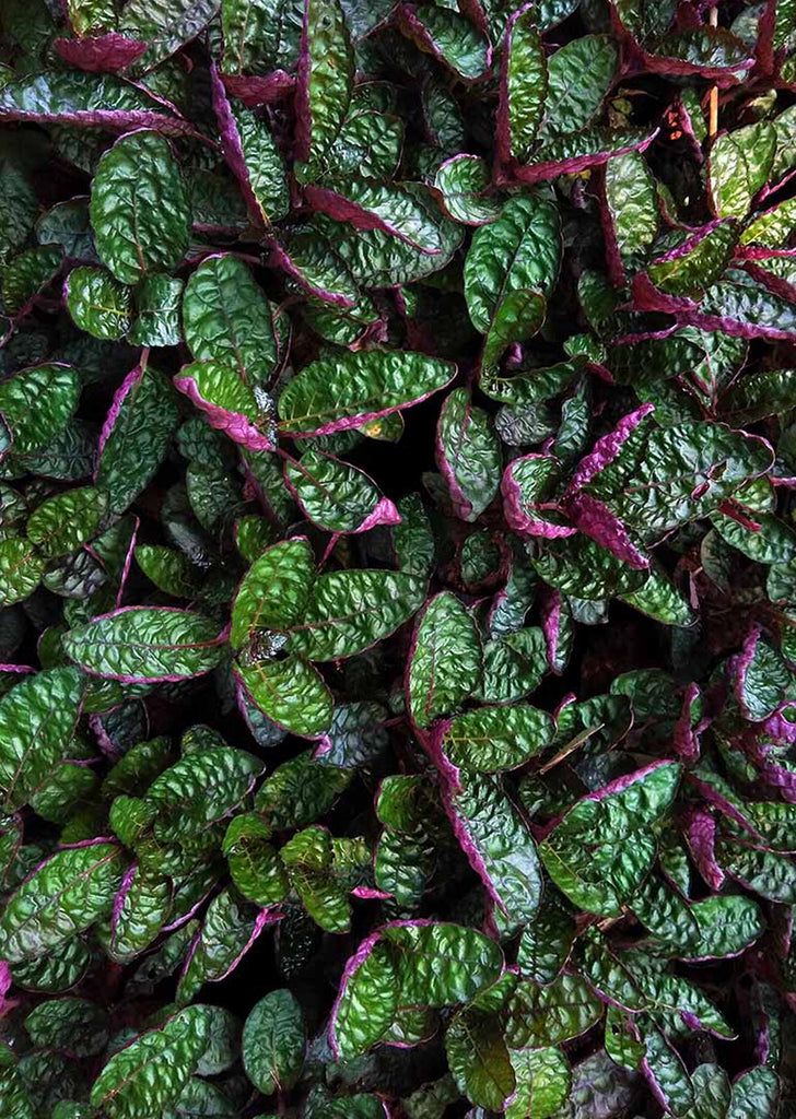 Hemigraphis exotica