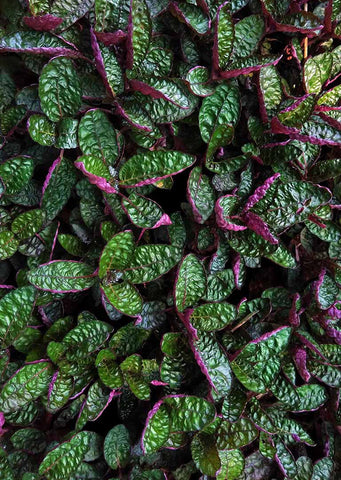 Hemigraphis exotica